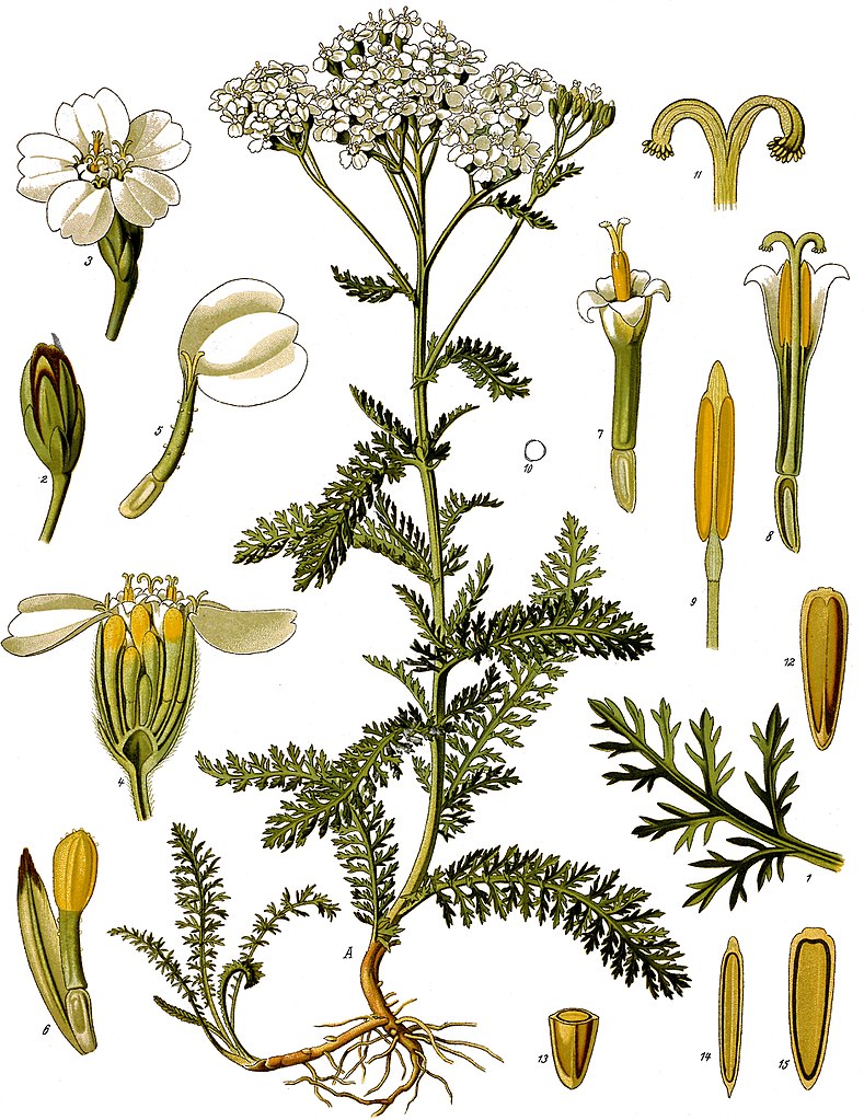 Achillea millefolium | Köhler´s Medizinal Pflanzen