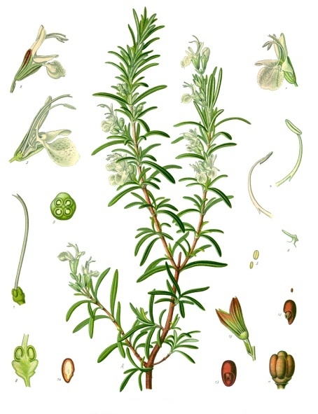 Salvia rosmarinus | Köhler´s Medizinal Pflanzen